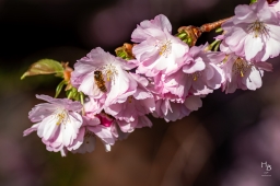Körsbärsblommor i rosa och vitt